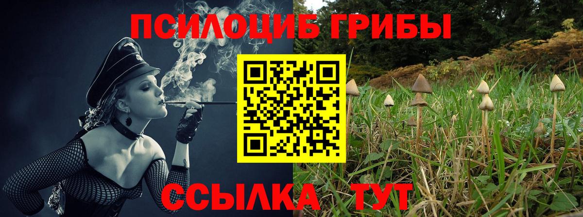 Псилоцибиновые грибы мицелий Новоалтайск